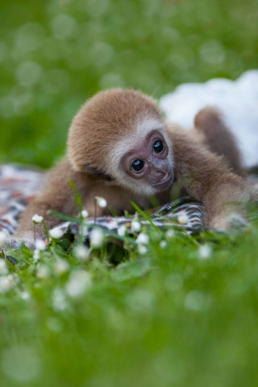 The World Melts Over Punch, The Rescued Baby Monkey From Japan. But In Macedonia, We&rsquo;ve Been Living This Story For Years.