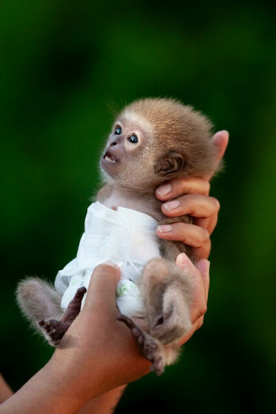 The World Melts Over Punch, The Rescued Baby Monkey From Japan. But In Macedonia, We&rsquo;ve Been Living This Story For Years.