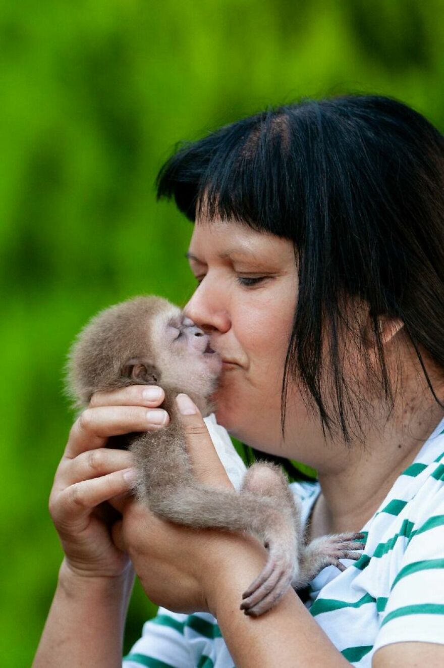 The World Melts Over Punch, The Rescued Baby Monkey From Japan. But In Macedonia, We&rsquo;ve Been Living This Story For Years.