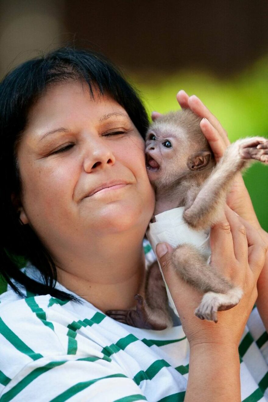 The World Melts Over Punch, The Rescued Baby Monkey From Japan. But In Macedonia, We&rsquo;ve Been Living This Story For Years.