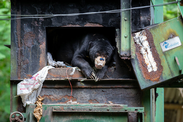 Asiatic black bear resting inside a rusty metal enclosure, featured in wildlife photographer of the year’s best images.