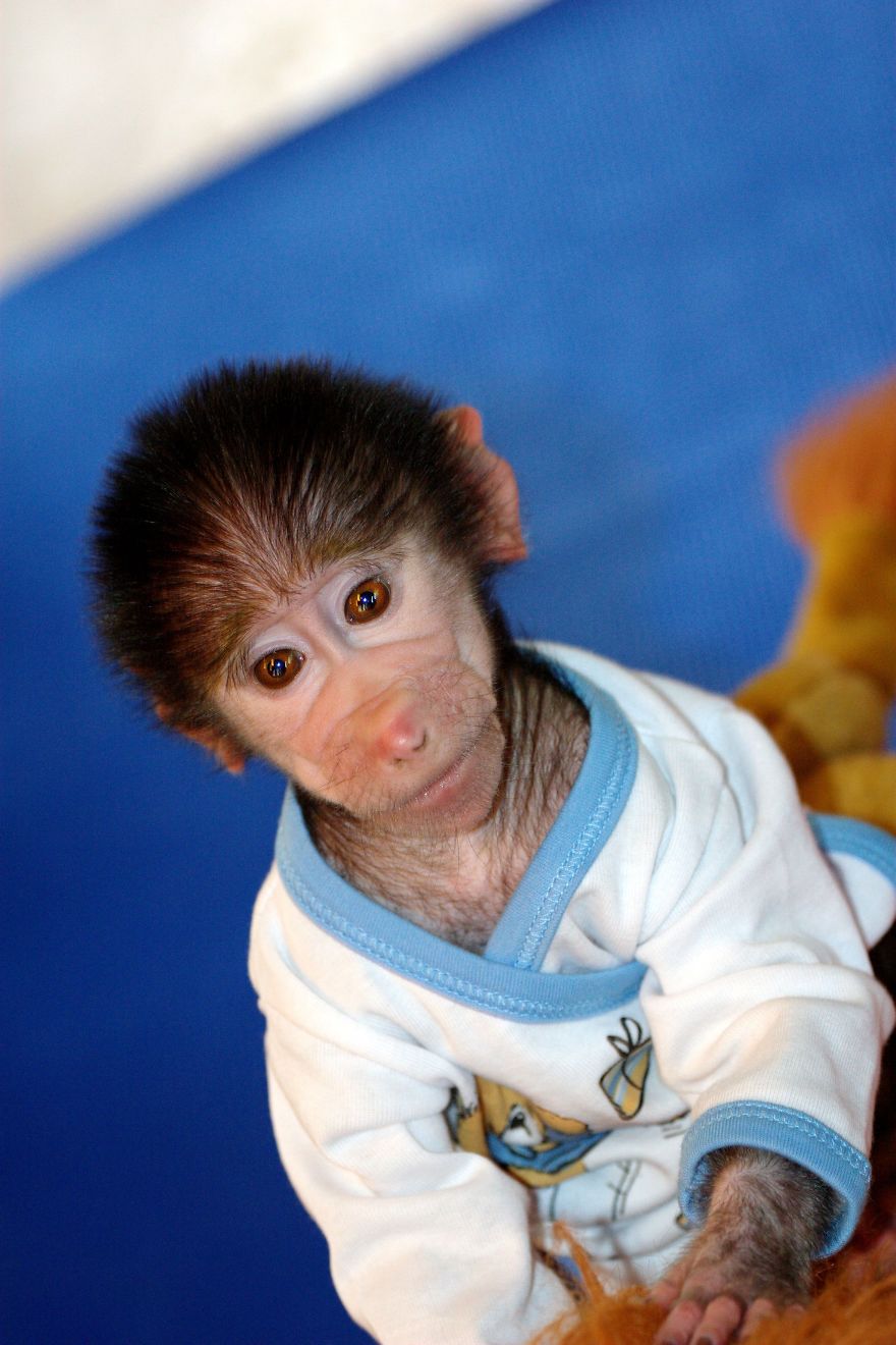 The World Melts Over Punch, The Rescued Baby Monkey From Japan. But In Macedonia, We&rsquo;ve Been Living This Story For Years.