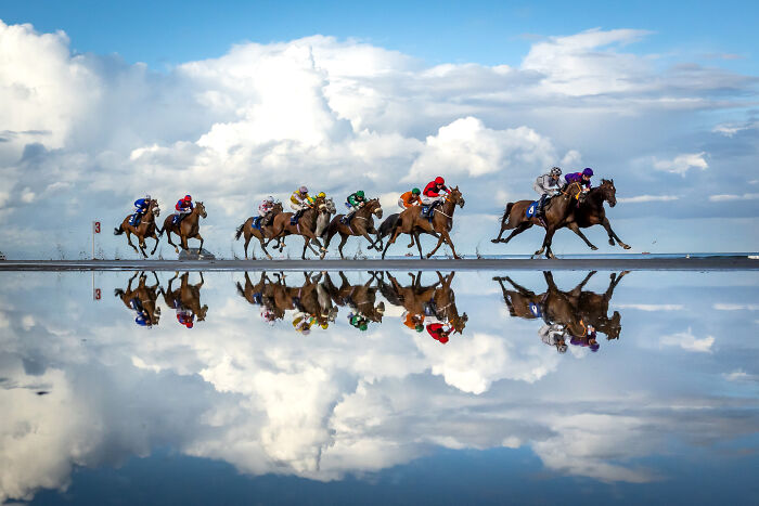 Equestrian, Gold: Equine Reflection By Morgan Treacy