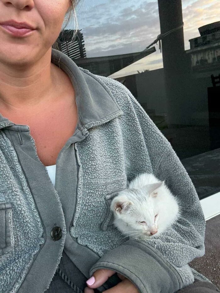 This Guy Thought He Was A “Dog Person” Until Rescue Kitten Lilo Changed His Mind This Guy Thought He Was A “Dog Person” Until Rescue Kitten Lilo Changed His Mind