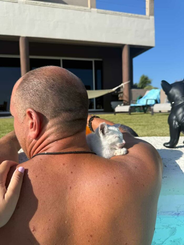 This Guy Thought He Was A “Dog Person” Until Rescue Kitten Lilo Changed His Mind This Guy Thought He Was A “Dog Person” Until Rescue Kitten Lilo Changed His Mind