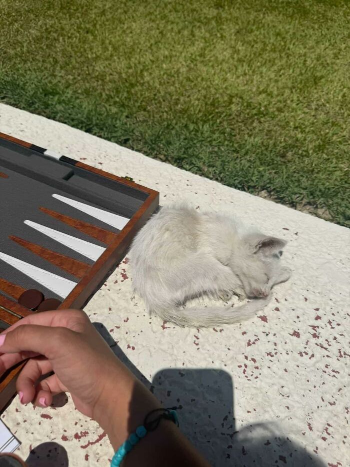 This Guy Thought He Was A “Dog Person” Until Rescue Kitten Lilo Changed His Mind This Guy Thought He Was A “Dog Person” Until Rescue Kitten Lilo Changed His Mind