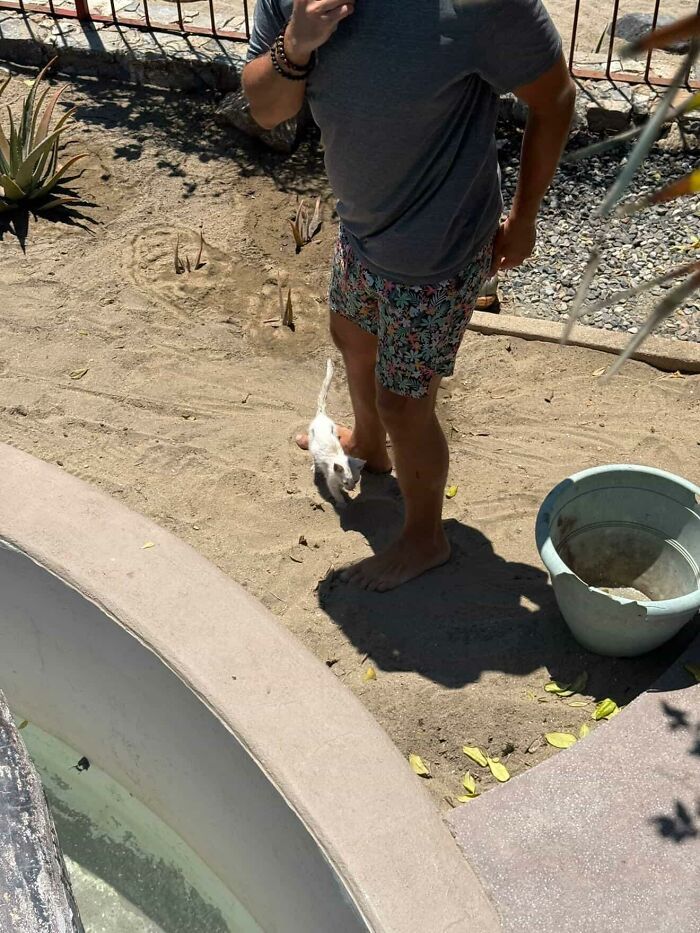 This Guy Thought He Was A “Dog Person” Until Rescue Kitten Lilo Changed His Mind This Guy Thought He Was A “Dog Person” Until Rescue Kitten Lilo Changed His Mind