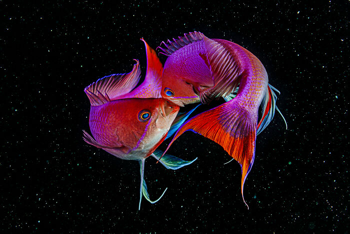 "Dancing In The Galaxy" By Masatoshi Noyama