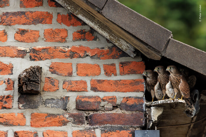 Four kestrel birds perched on a brick building roof, captured in a top wildlife photographer of the year image.