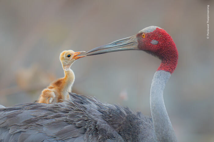 Close-up wildlife photograph of a crane and chick interacting, featured in Wildlife Photographer of the Year People’s Choice Award.