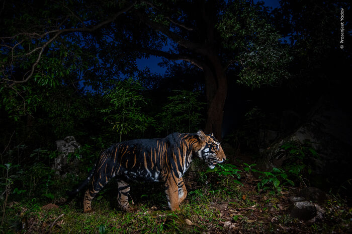 Tiger walking through dense forest at night, captured in one of the best wildlife photographer of the year images.