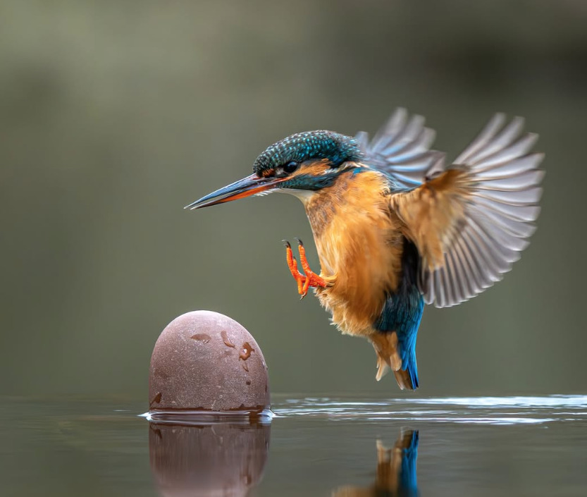 A Safari That Changed How I See The World