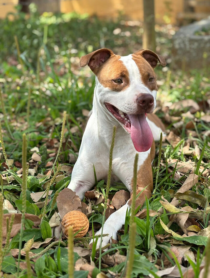 Pit bull lying in grass with a toy, happy and relaxed after being rescued from the streets of Brazil.