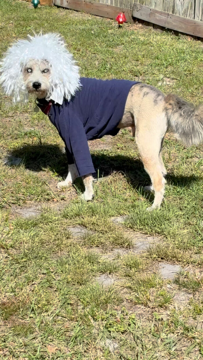 Special Needs Dog Einstein Was Given A Chance, And He’s Thriving Now Special Needs Dog Einstein Was Given A Chance, And He’s Thriving Now