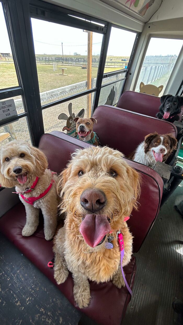 Five happy dogs sitting on seats inside a real school bus at a dog daycare pickup service.