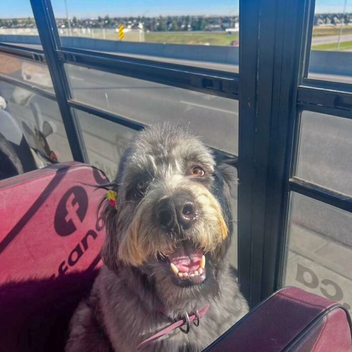 Happy dog sitting inside a dog daycare on a real school bus during a fun pup pickup adventure.