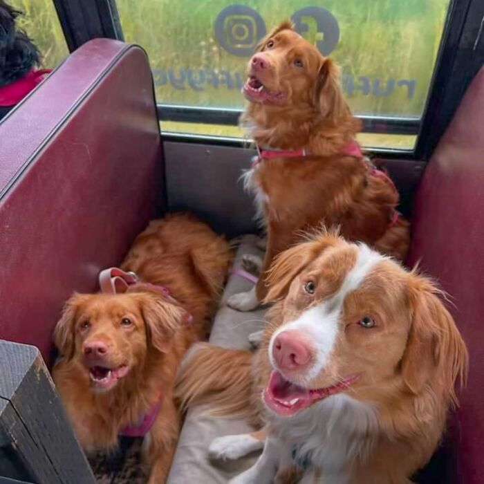 Three happy dogs riding inside a school bus for a dog daycare pickup adventure.