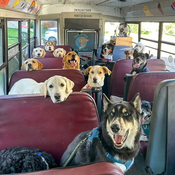 Dogs sitting inside a real school bus at a dog daycare that picks up pups for their daily adventures.
