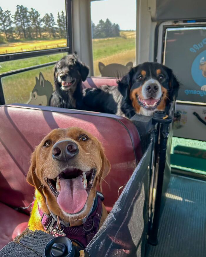 Three happy dogs riding inside a dog daycare school bus during a sunny countryside adventure trip.