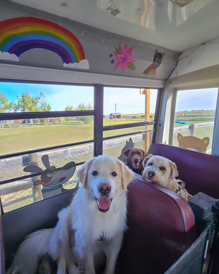 Three happy dogs sitting inside a dog daycare school bus decorated with colorful pet murals and a rainbow.