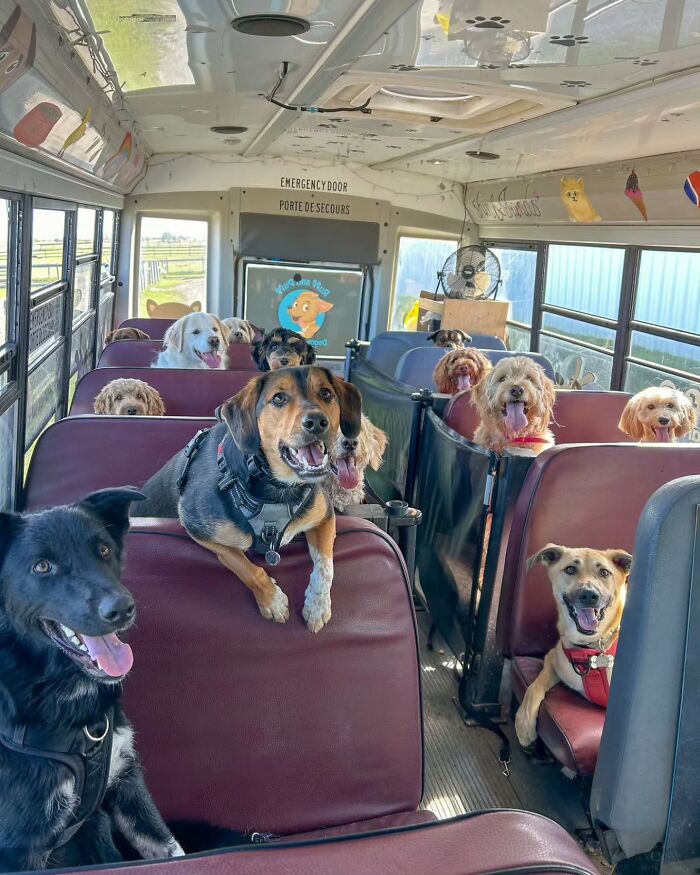Dogs happily riding on a real school bus inside a dog daycare, enjoying their fun and adventurous trip together.