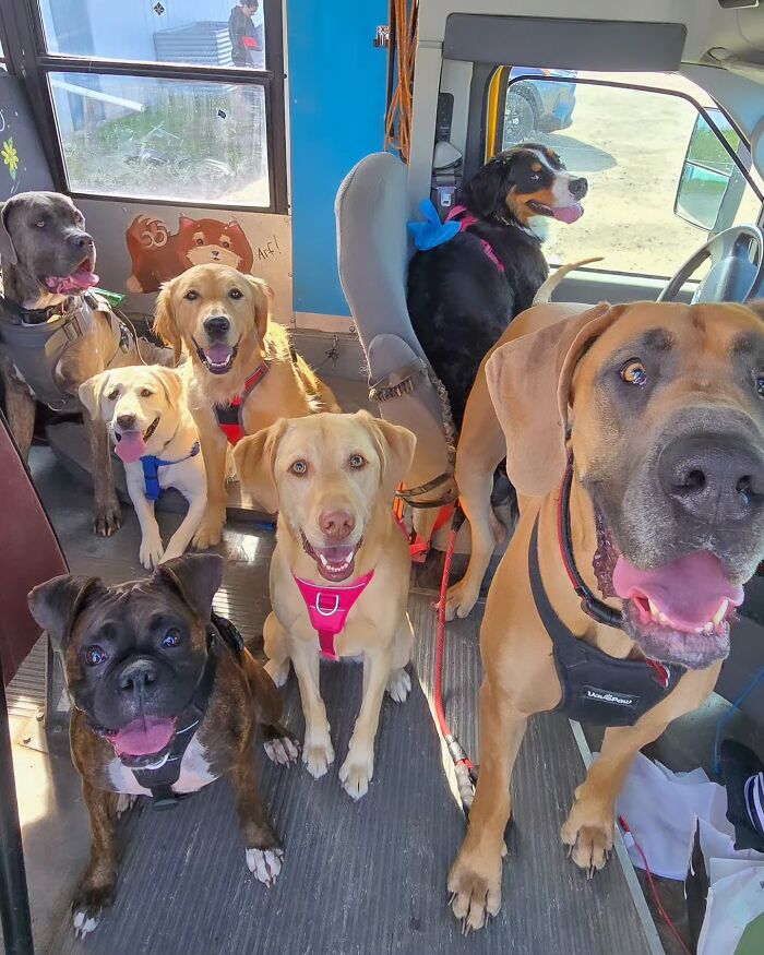 Multiple happy dogs inside a real school bus at a dog daycare picking up pups for their fun adventures.