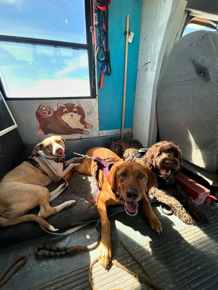Three happy dogs resting inside a dog daycare bus with leashes, harnesses, and a cartoon dog mural on the wall.