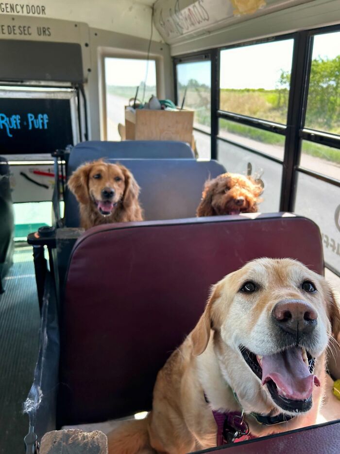 Three happy dogs riding inside a dog daycare school bus, sitting on bus seats during their fun adventure.