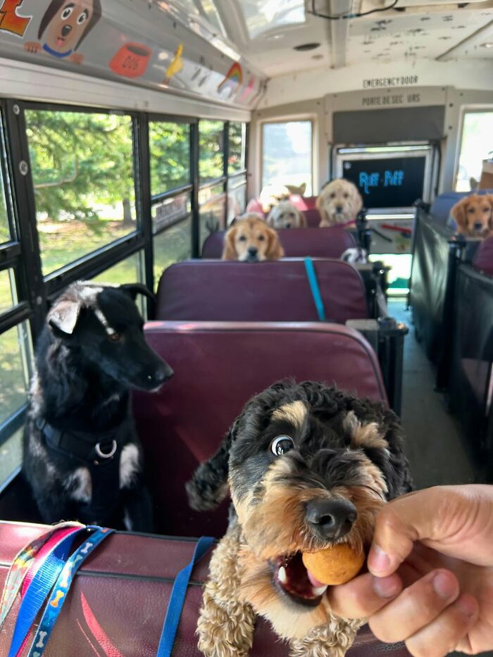 Dogs riding inside a real school bus at a dog daycare, with one dog being fed a treat during the trip.