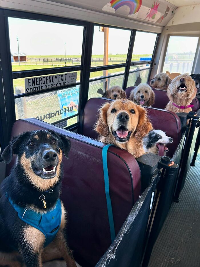 Happy dogs riding inside a real school bus at a dog daycare that picks up pups for fun adventures.