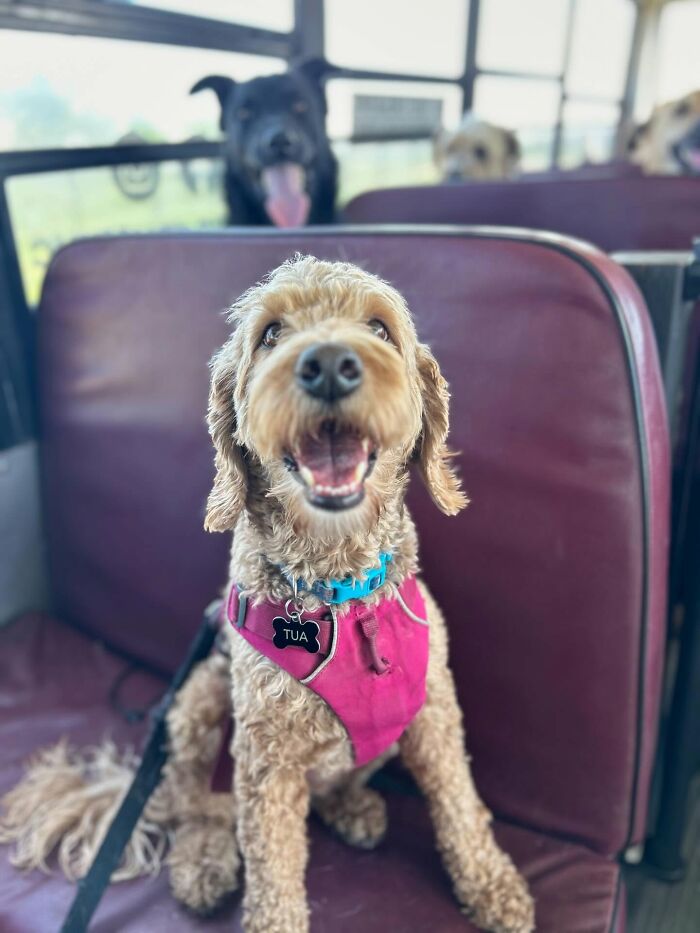 Happy dog wearing harness sitting on a bench inside a dog daycare school bus during pup pickup adventures.