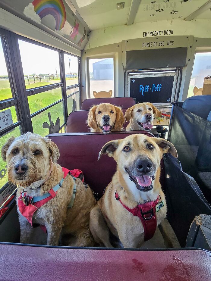 Four happy dogs wearing harnesses riding inside a dog daycare school bus during their pickup adventure.