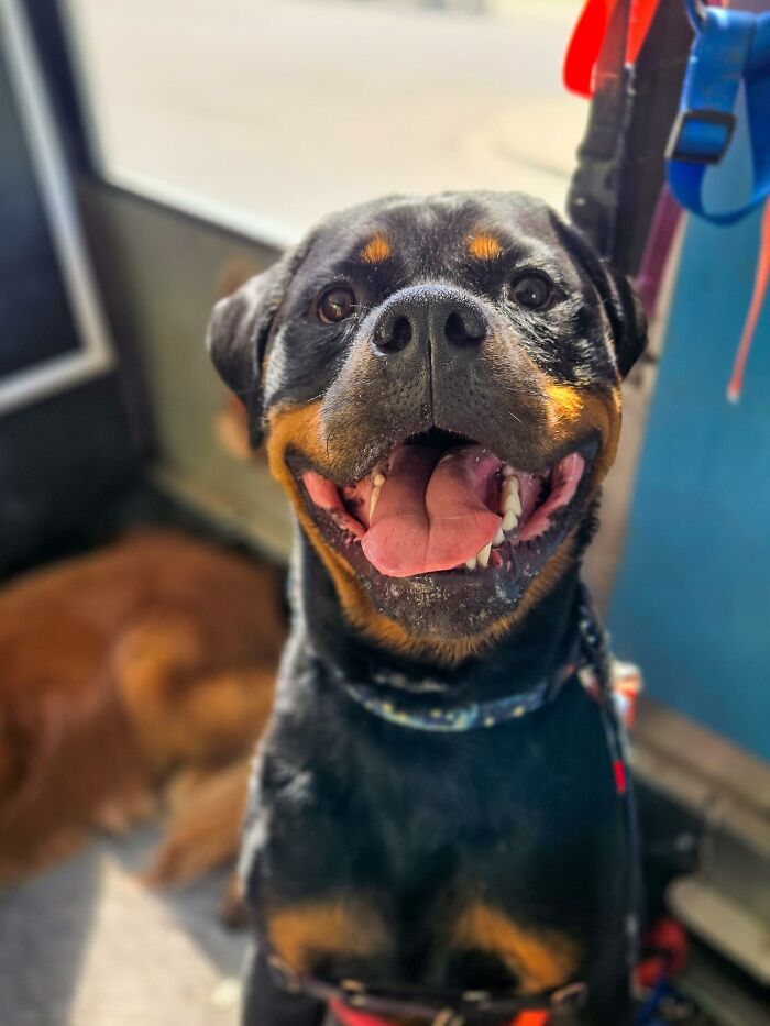 Happy Rottweiler pup enjoying a ride in a dog daycare school bus on a sunny day.