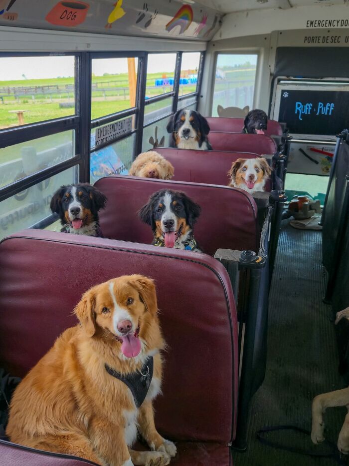 Happy dogs riding inside a dog daycare bus, sitting on seats while being transported on a real school bus for pups.