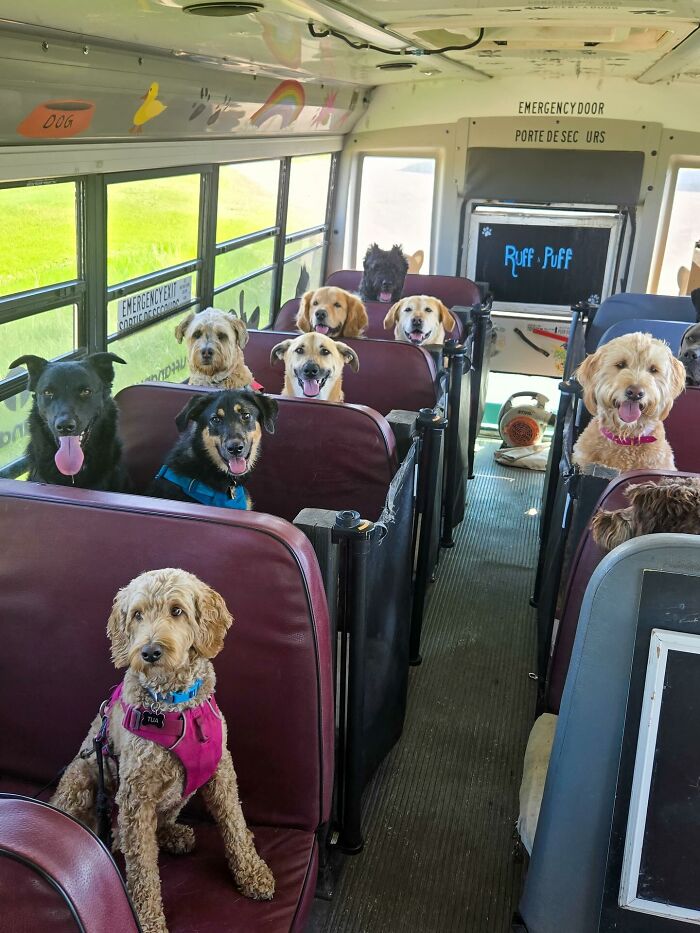 Dogs riding inside a dog daycare school bus, sitting on bus seats with happy expressions during their adventure.