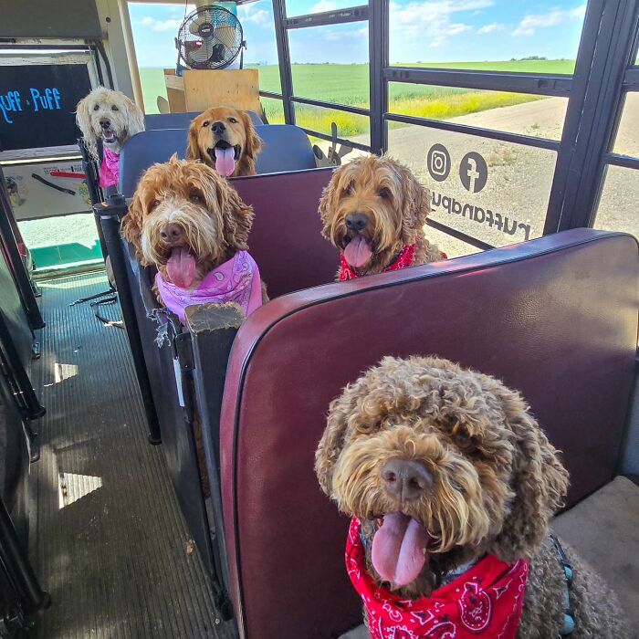 Happy dogs wearing bandanas riding inside a dog daycare bus on a sunny day with open windows and green fields outside.