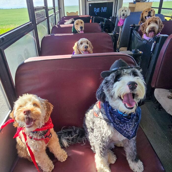 Happy dogs riding together on a real school bus at a dog daycare, enjoying their playful adventures.