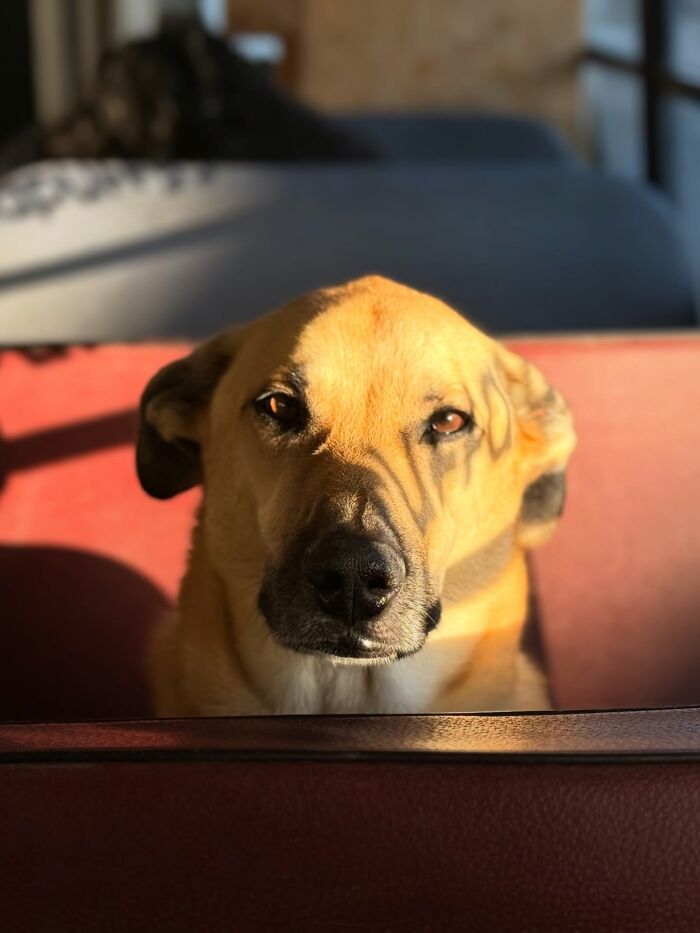 Dog at a dog daycare sitting on a seat inside a real school bus during a sunny day.