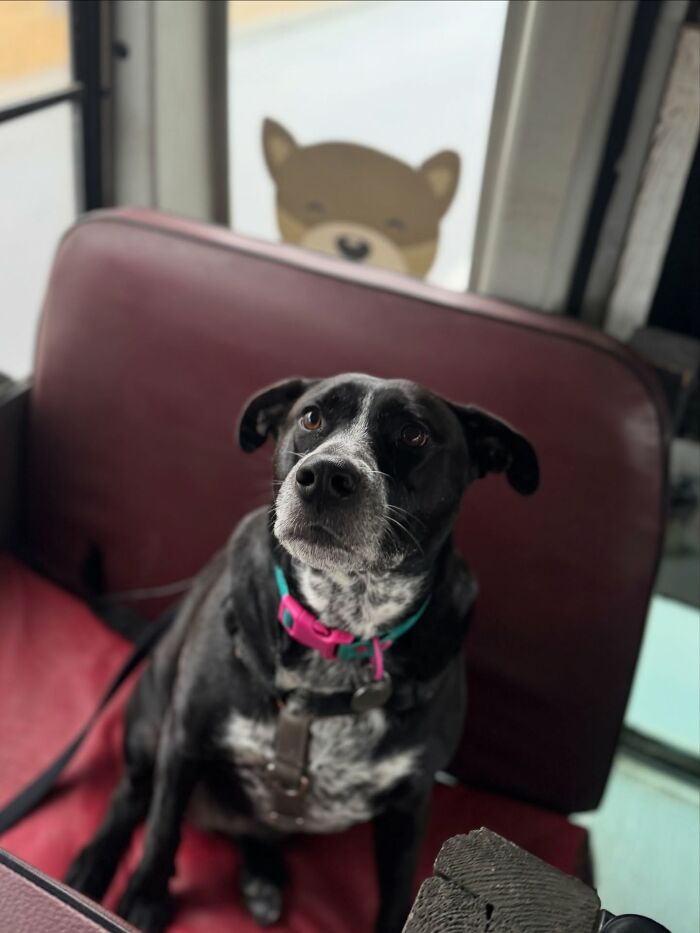 Black and white dog wearing collar sitting on a red seat inside a dog daycare with a school bus theme.
