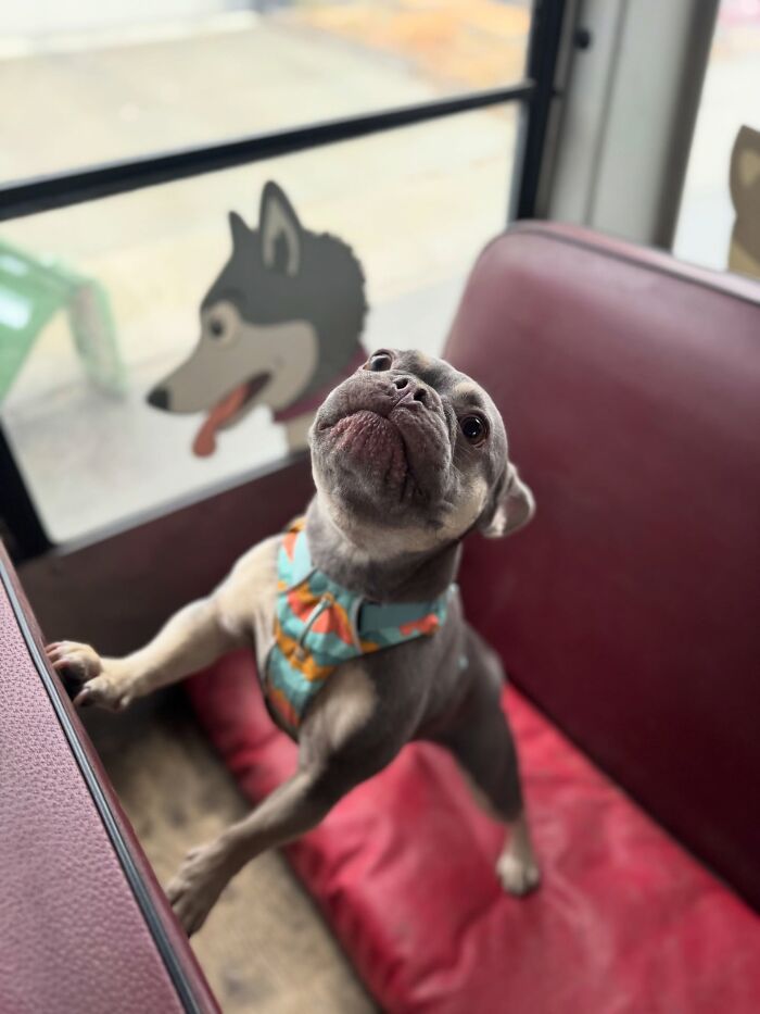 Small dog with colorful harness inside a dog daycare that picks up pups on a real school bus, standing on a red seat.
