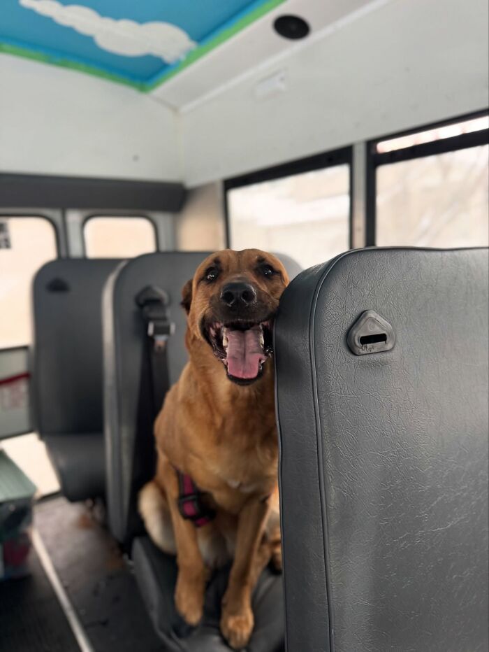 Happy dog sitting inside a dog daycare school bus, enjoying a ride during their daycare adventures.