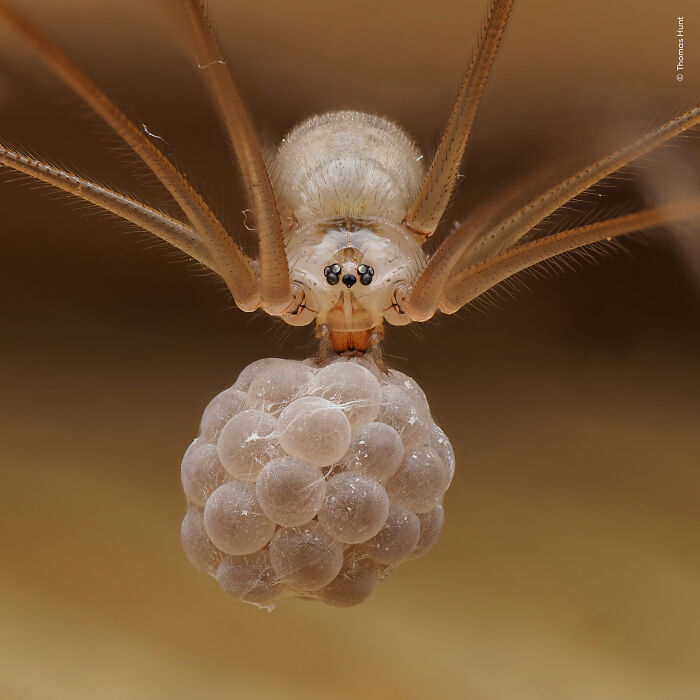 Close-up of a spider carrying a cluster of eggs, showcasing intricate details in a wildlife photographer of the year winning image.