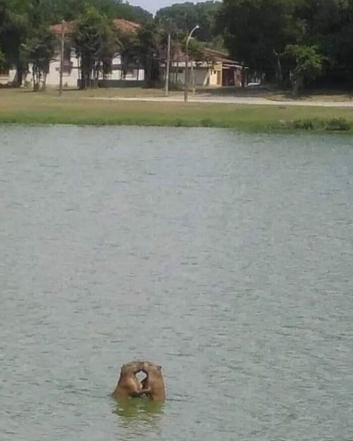 Two adorable capybaras in water forming a heart shape with their heads in a peaceful lakeside setting.
