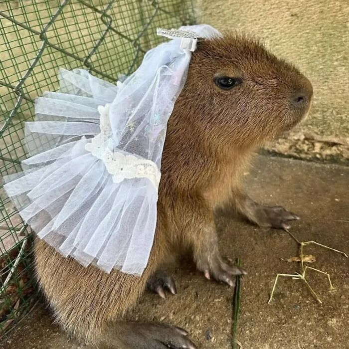 Capybara wearing a delicate white bridal veil, sitting calmly on the ground near a wire fence, showcasing adorable charm.