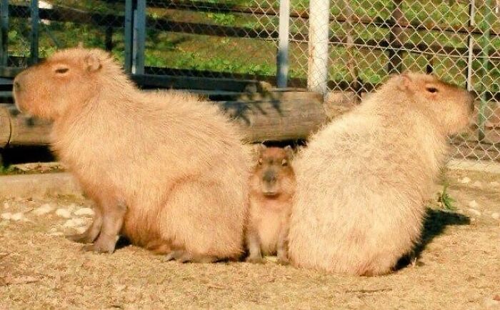 Three adorable capybaras sitting on dry ground near a fence, showcasing cute and cuddly capybara photos.