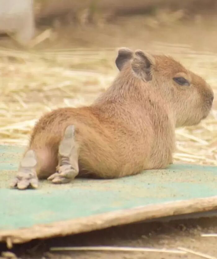 Adorable capybara resting on a mat with eyes closed, showing a relaxed and peaceful pose in a natural setting.