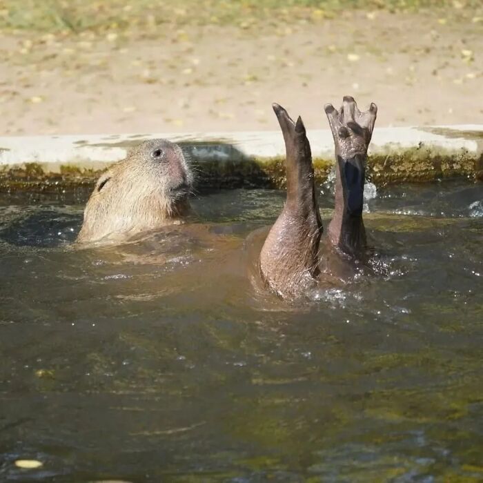 Capybara swimming with feet up in the water, showing adorable and playful behavior in a natural setting.