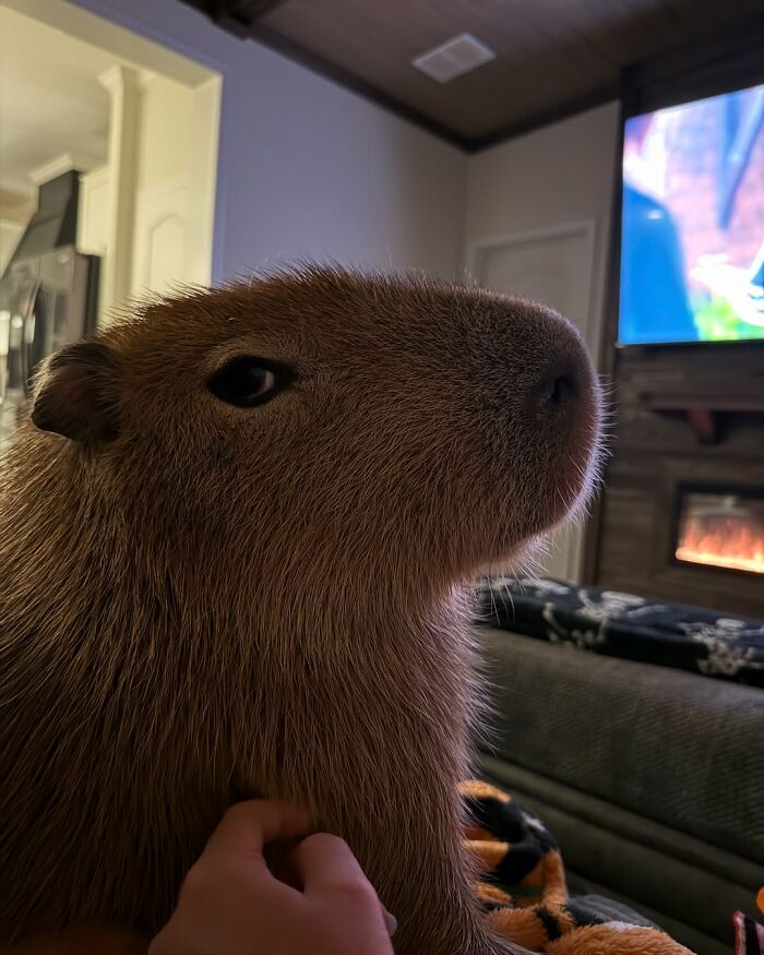 Close-up of an adorable capybara being gently petted indoors with a cozy living room background.
