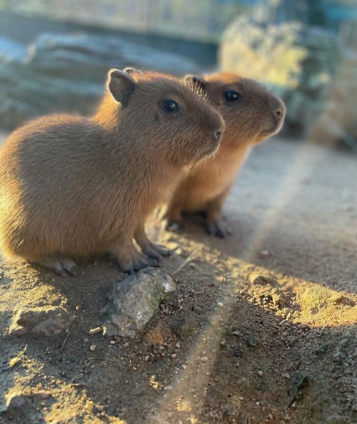 Two adorable capybaras sitting on sunlit ground, showcasing the charm of cute capybara photos shared online.