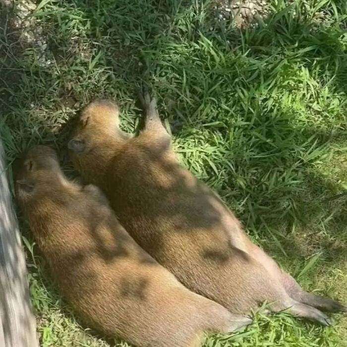 Two adorable capybaras lying side by side on green grass, enjoying a peaceful sunny day outdoors.